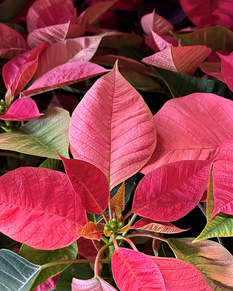 Poinsettia Christmas Beauty Pink 8"