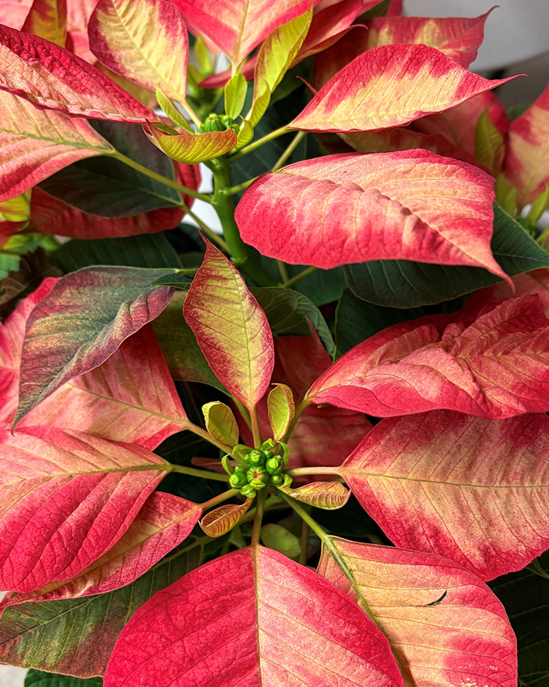 Poinsettia Christmas Beauty Princess 6"