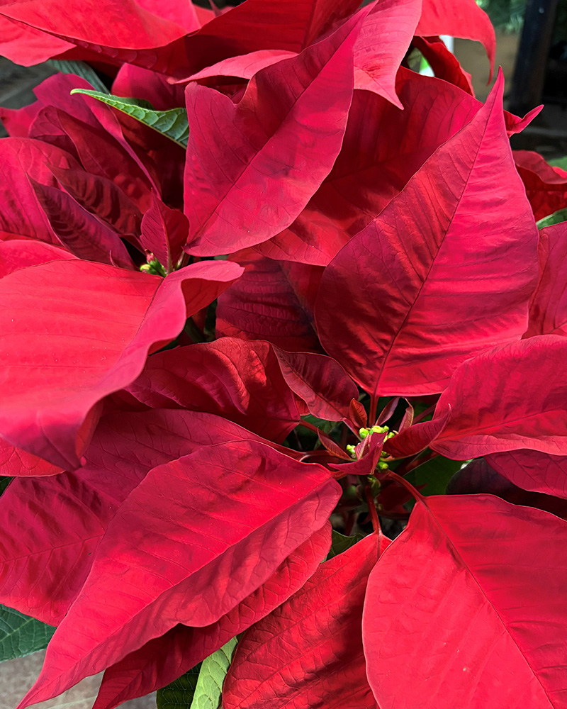 Poinsettia FabYULEous Red 8"