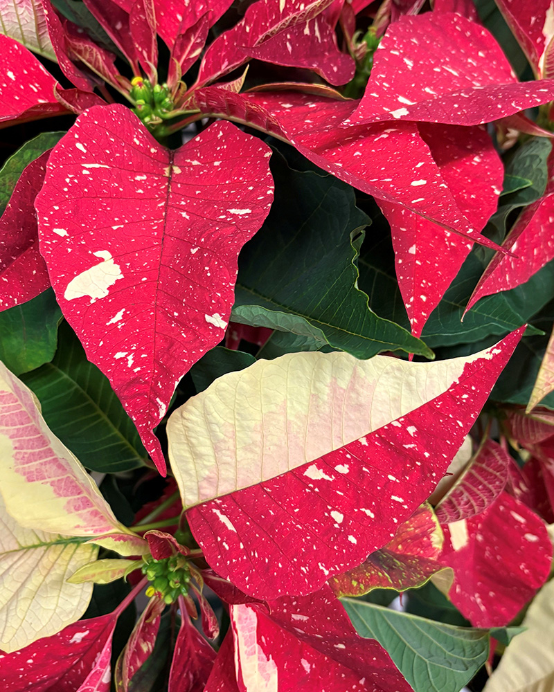 Poinsettia Candy Cane 6"