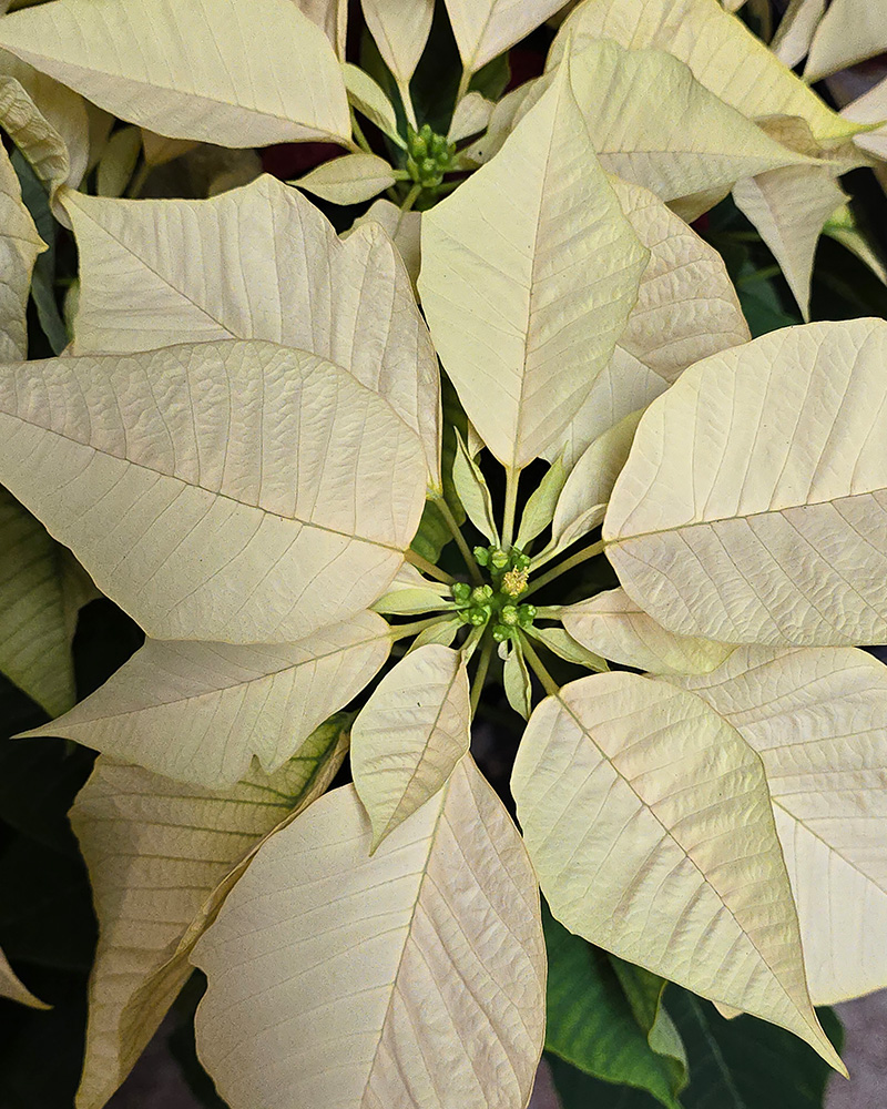 Poinsettia Enduring White 6"