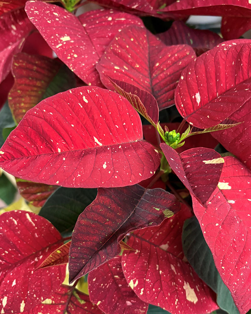 Poinsettia Poker Dark Glitter 6"