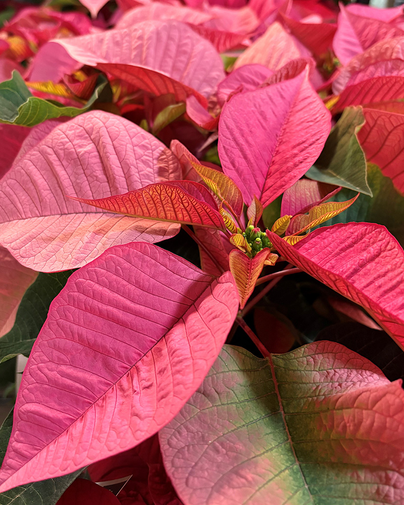 Poinsettia Jubilee Pink 6"
