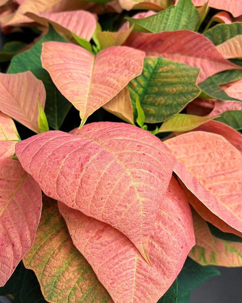 Poinsettia Candy Cinnamon 6"
