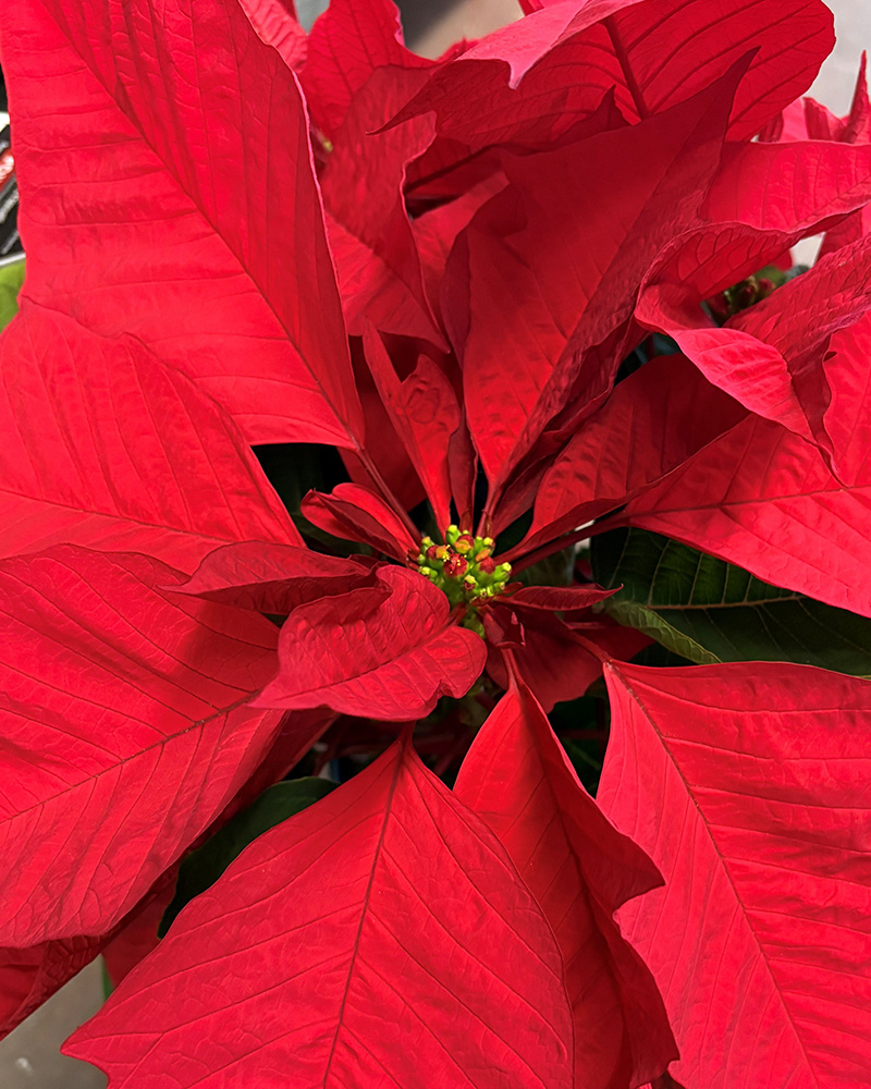 Poinsettia Enduring Red 6"