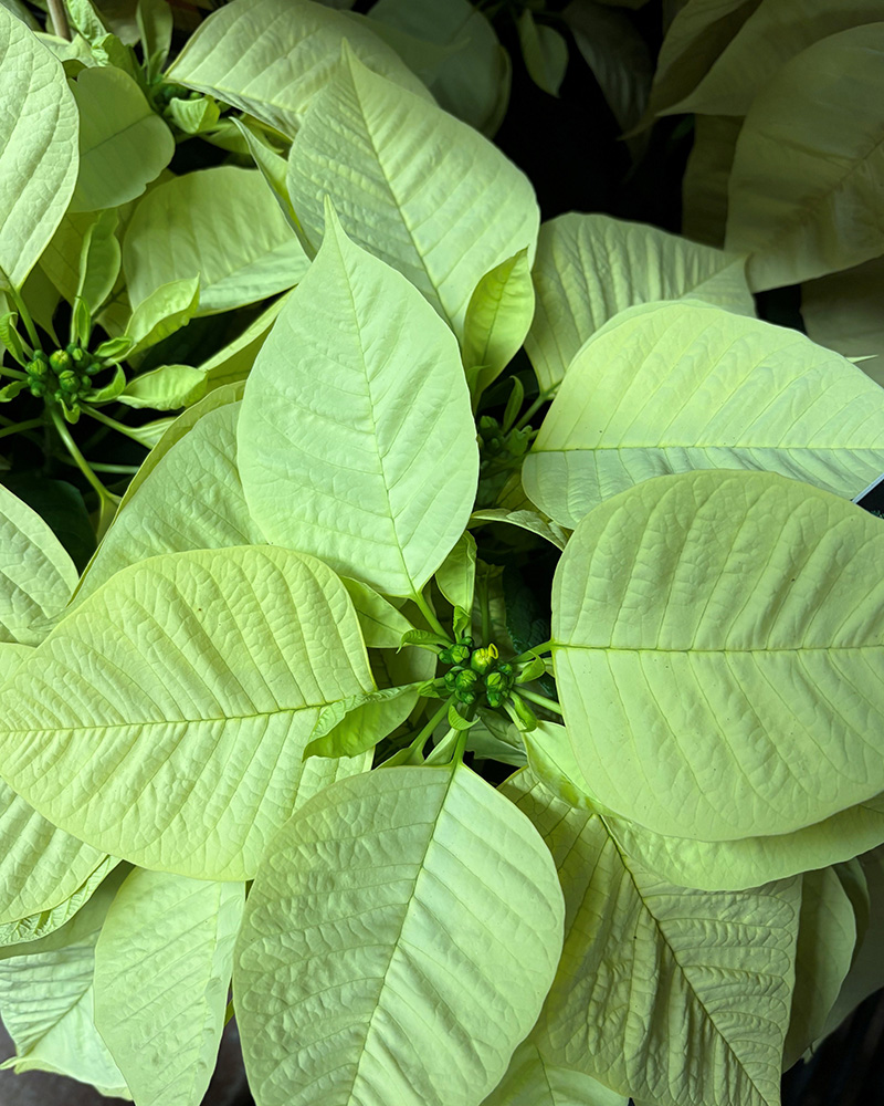 Poinsettia Premium Polar 6"