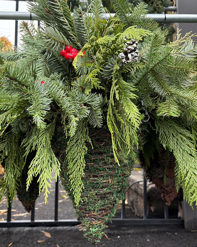 Moss Cone Mixed Greens Hanging Basket 12x12x20"
