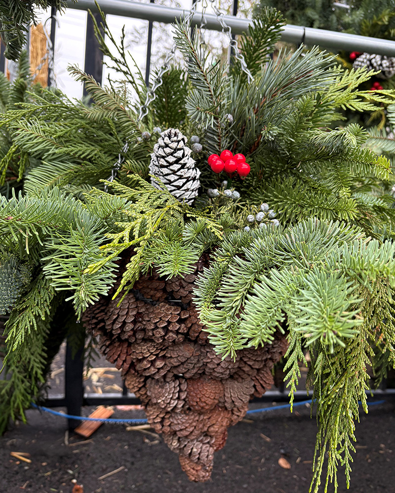 Pinecone Mixed Greens Hanging Basket 12x12x20"