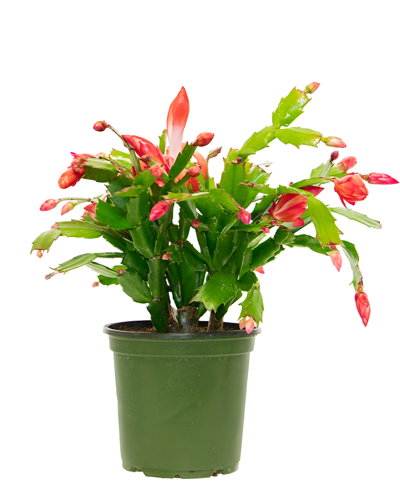 Holiday Cactus Pink 4"