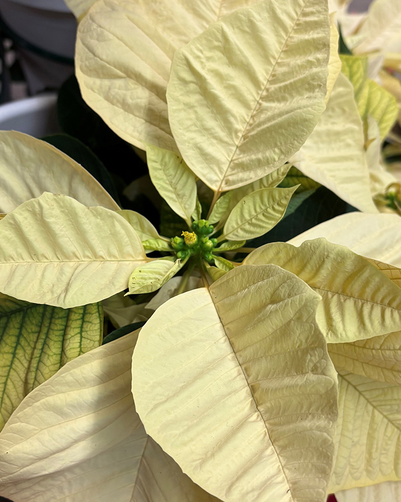 Poinsettia Freedom White 6"