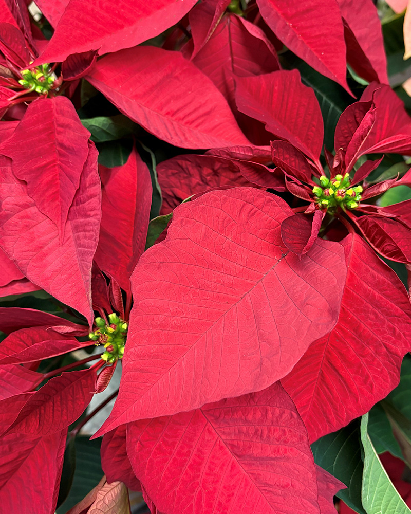 Poinsettia Sky Fantasy 6"