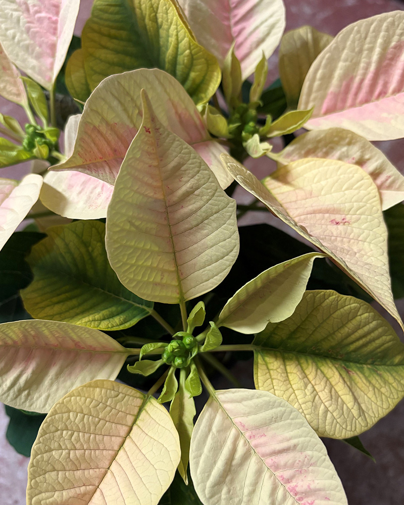 Poinsettia Premium Marble 4.5"