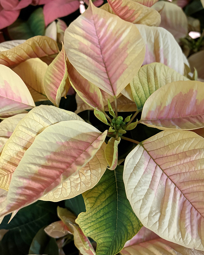 Poinsettia Premium Marble 6"
