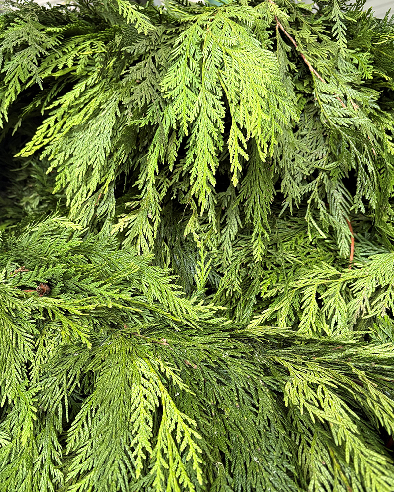 Garland by the Foot Red Cedar