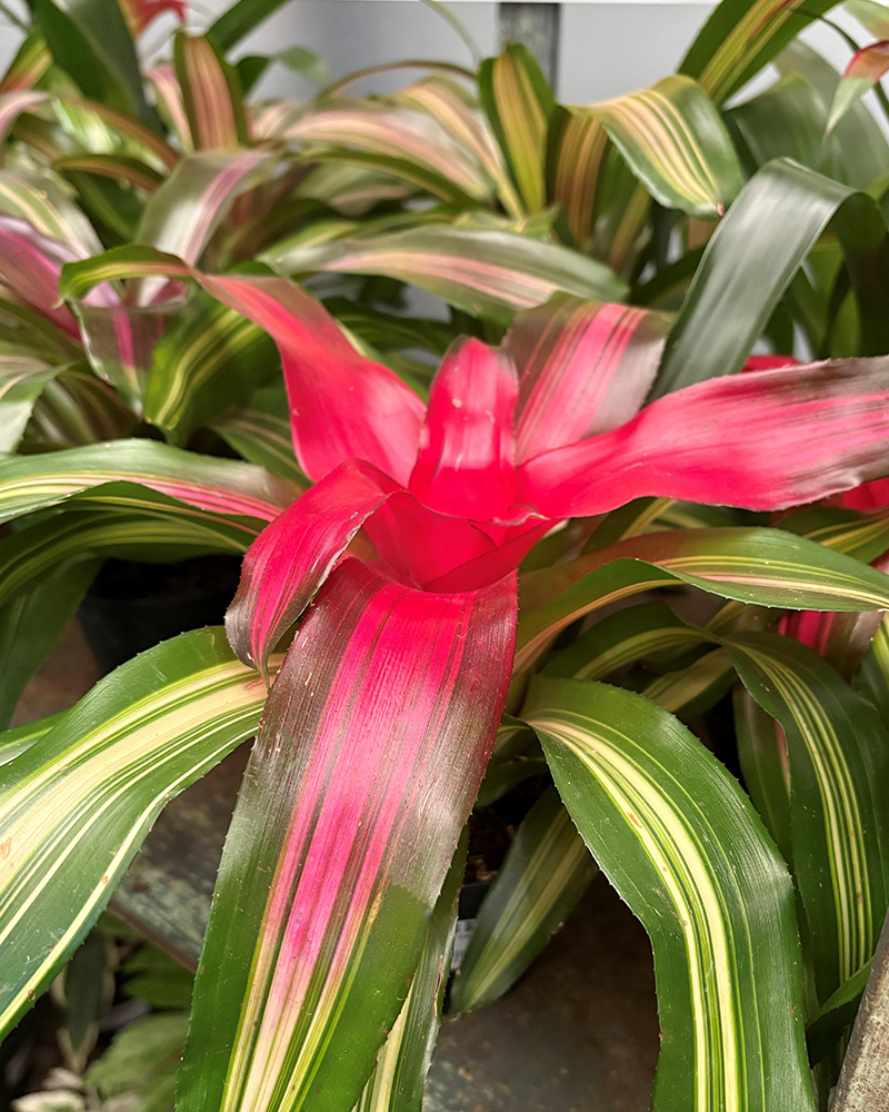 Neoreglia Blushing Bromeliad 4"