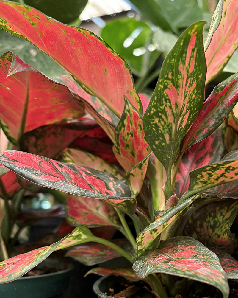 Aglaonema Black Maroon 4"