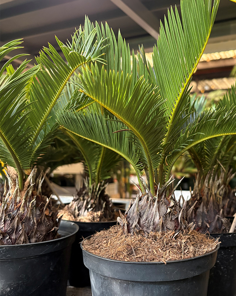 Palm Sago Japanese 6"