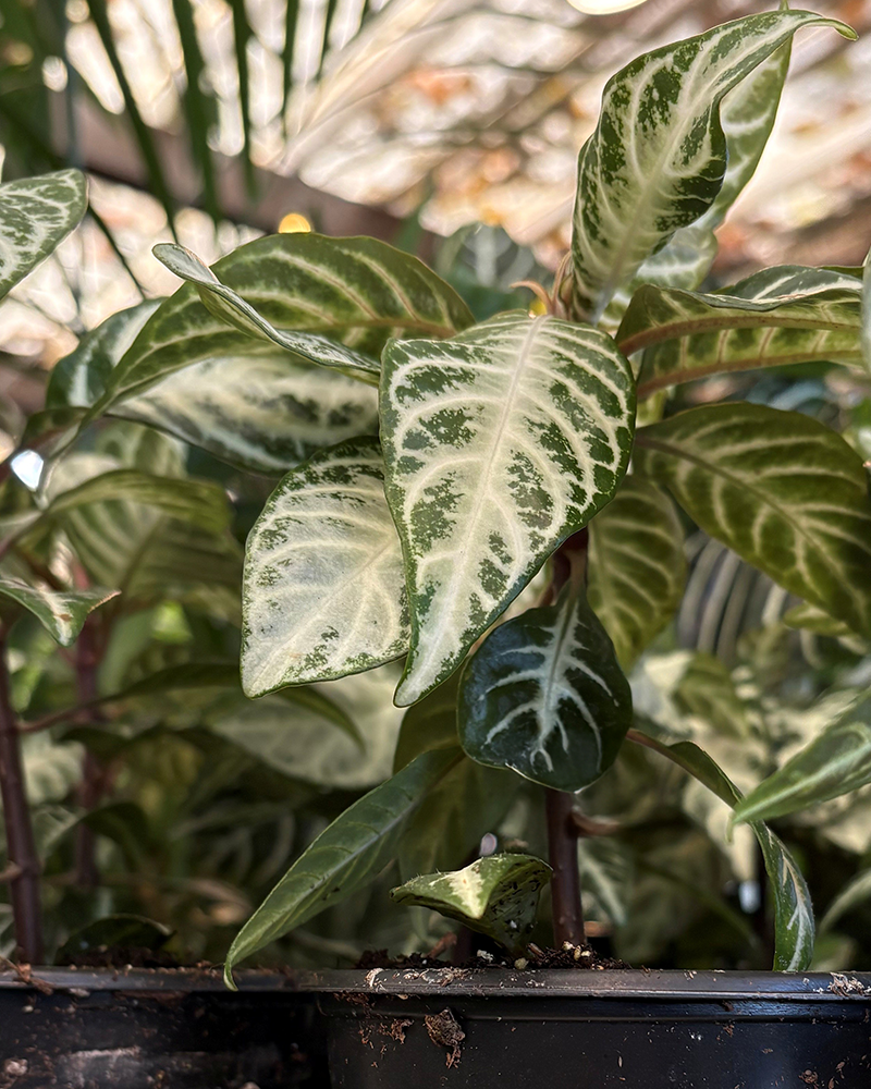 Zebra Plant Snow White 4"