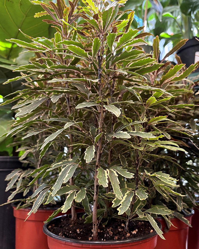 Aralia Elegantissima 6"