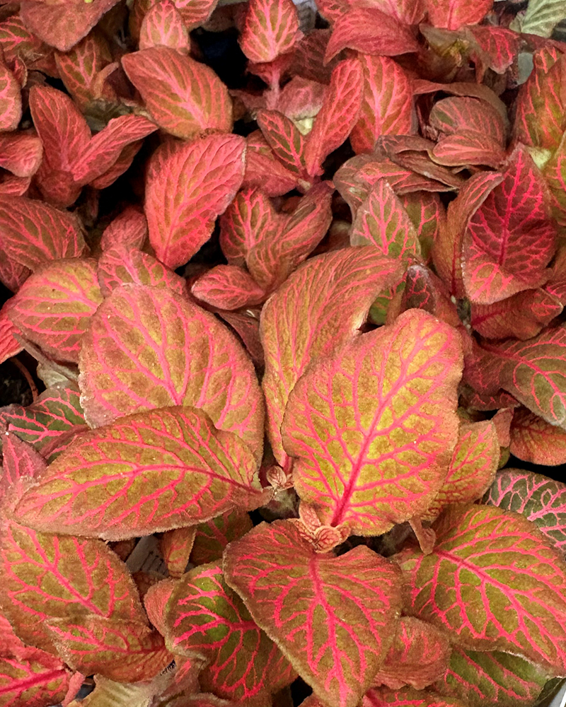 Fittonia Red Cloud 3"