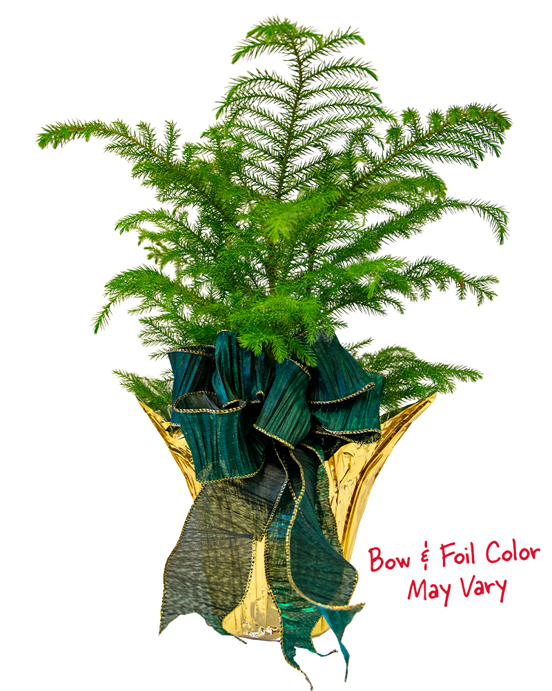 Norfolk Pine with Foil and Bow 6"