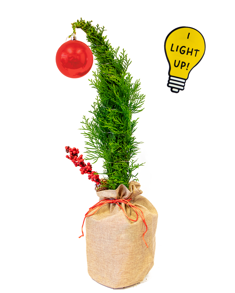 Grinchy Cedar Light Up 6"
