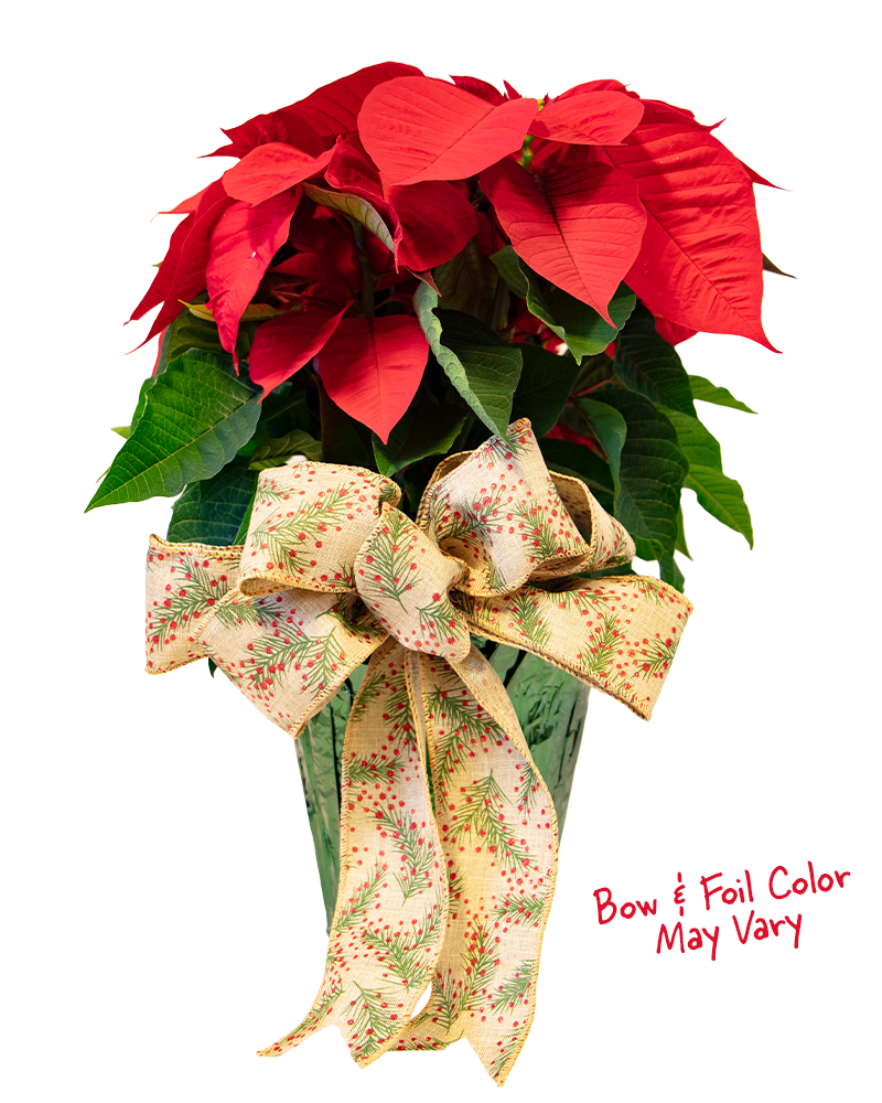 Poinsettia with Foil Wrap & Bow 6"