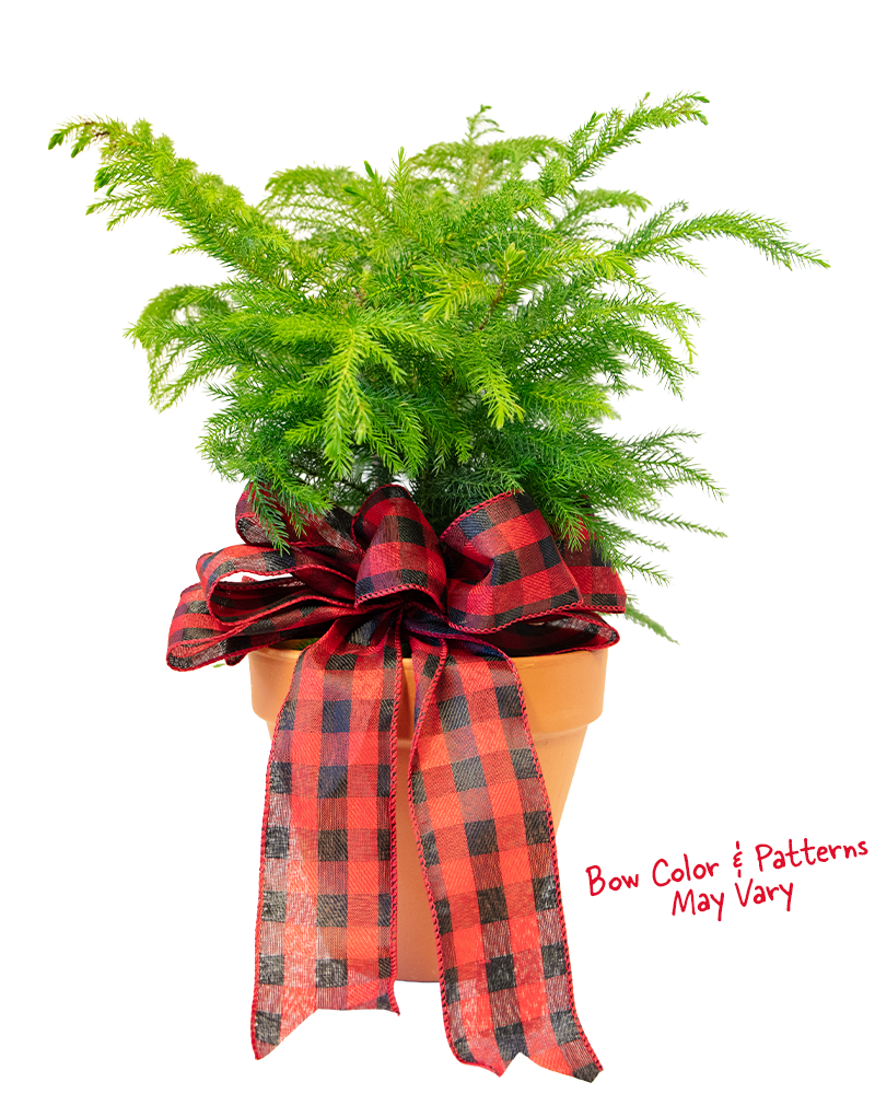 Norfolk Pine in Terracotta Pot with Bow 6"