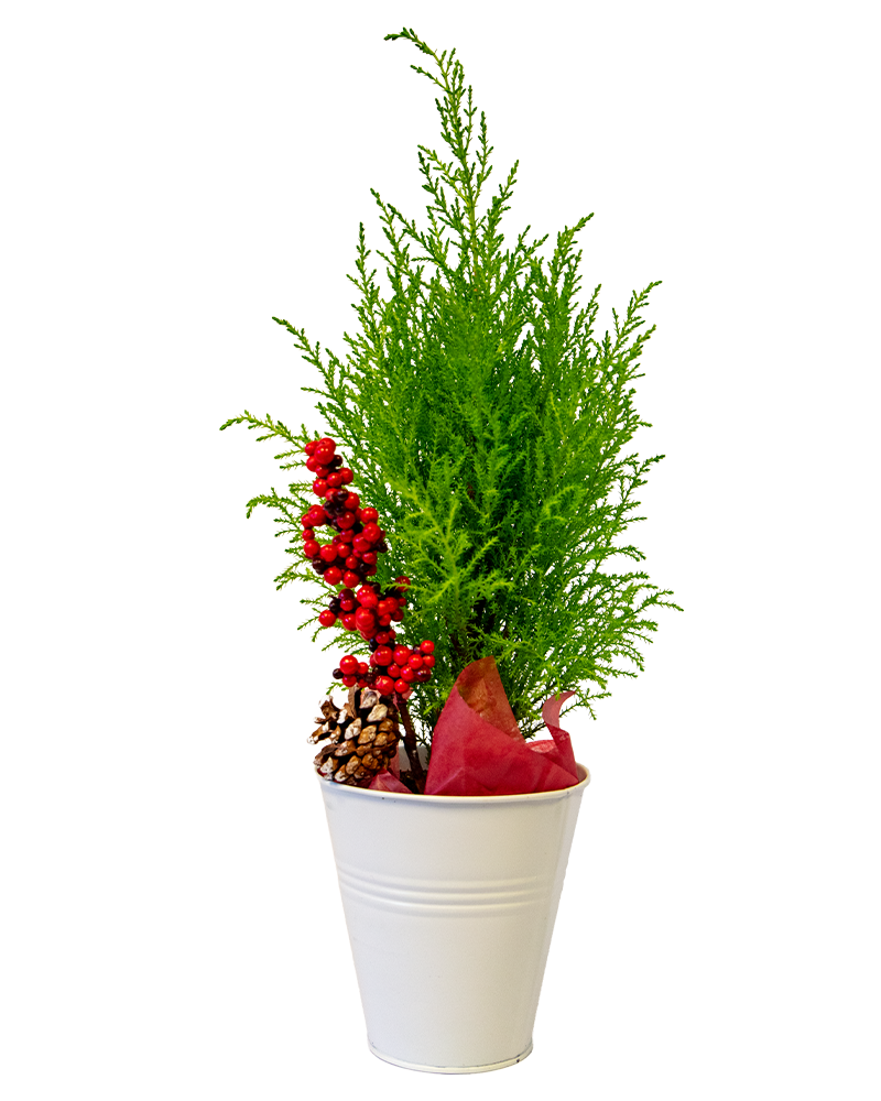 Holiday Cypress in Decorative Pot 5"