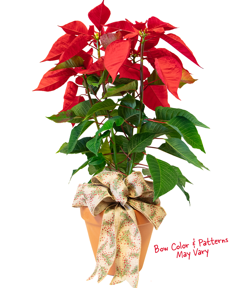 Poinsettia in Terracotta Pot with Bow 8"