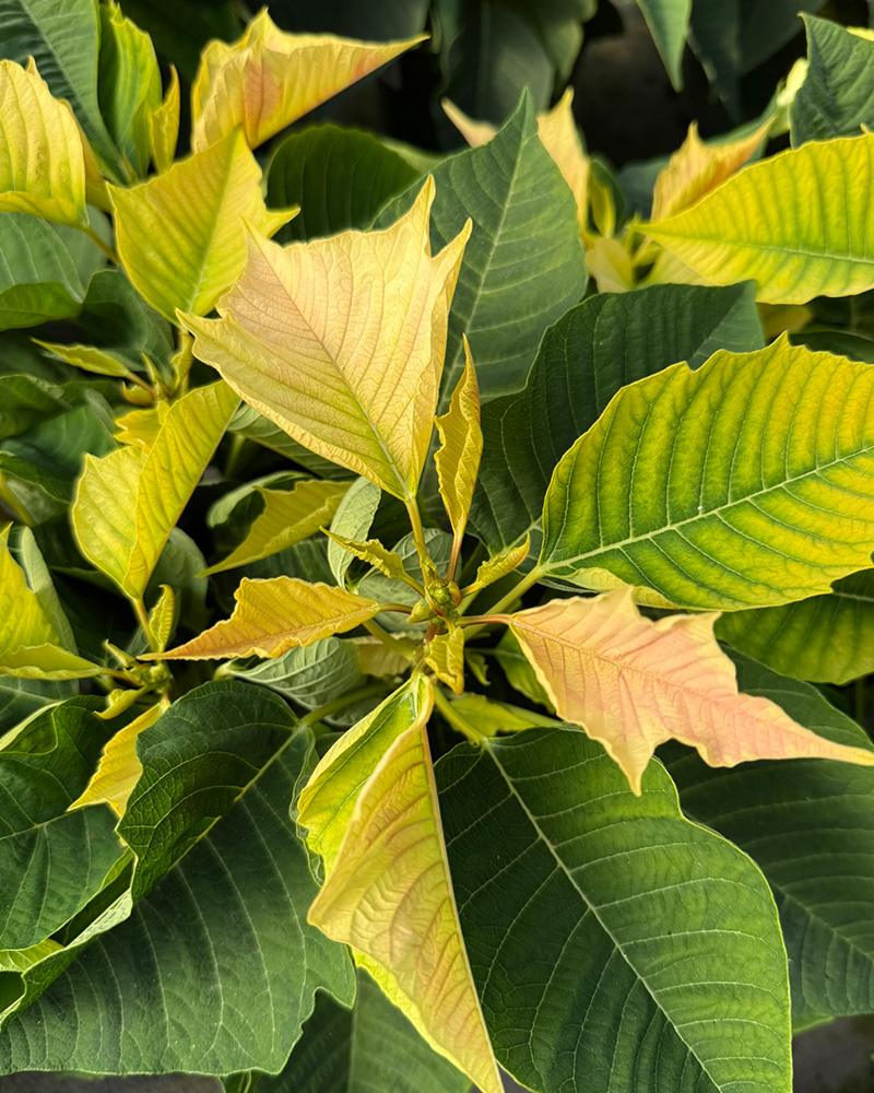 Poinsettia Enduring Marble 4.5"