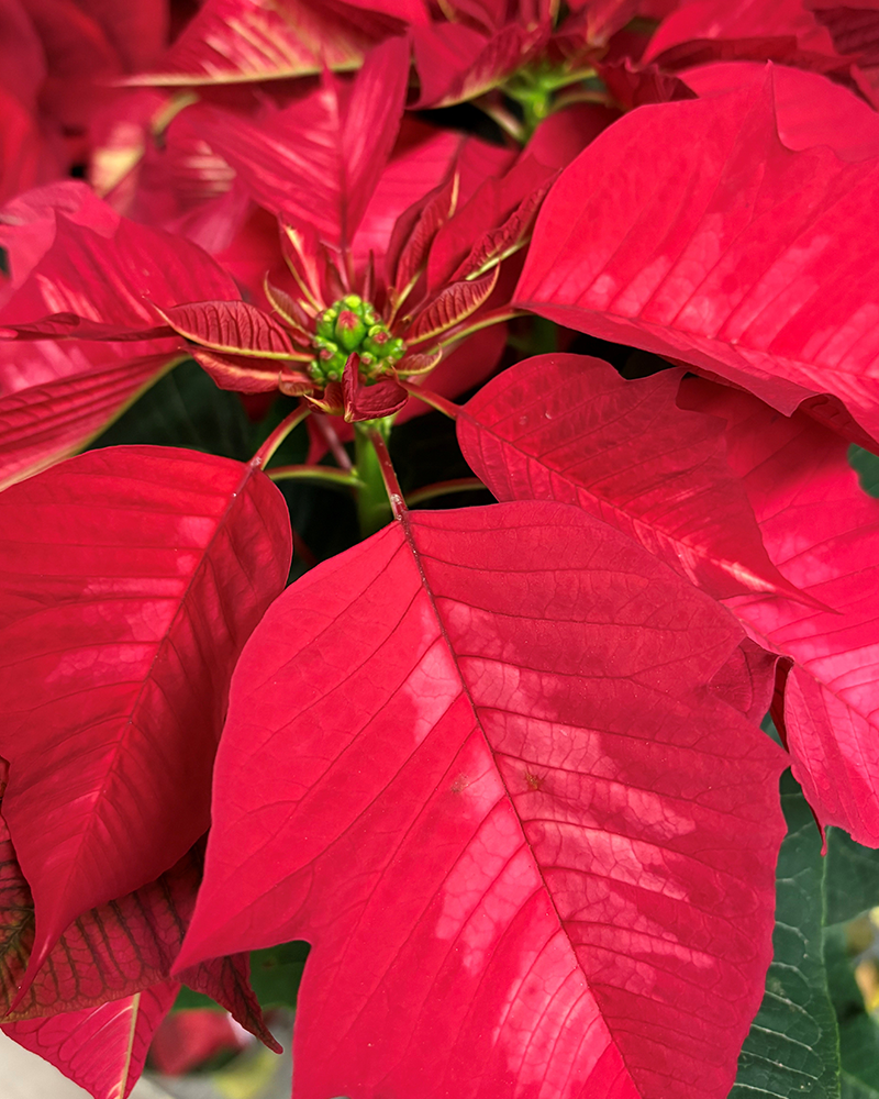 Poinsettia Ice Punch 6"