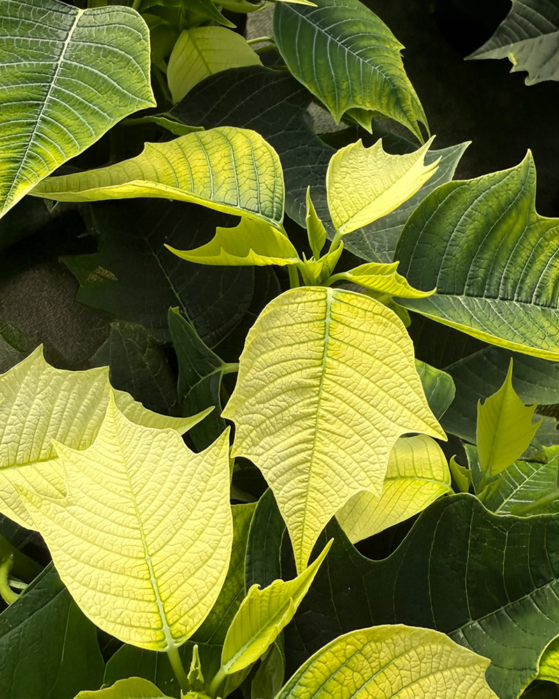 Poinsettia Alaska White 6"