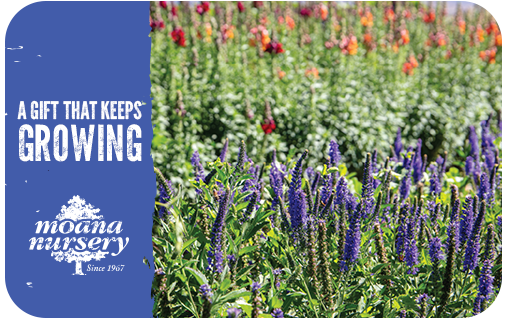 The Gift of Gardening!