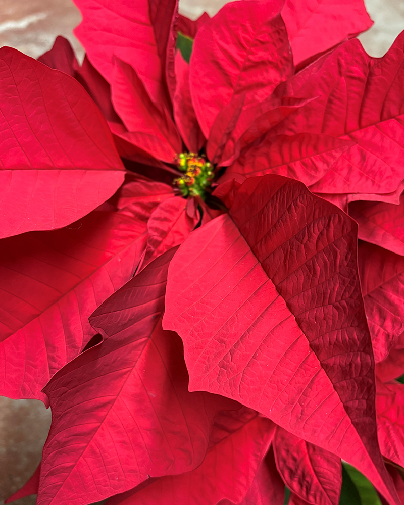 Poinsettia Enduring Red 4.5"