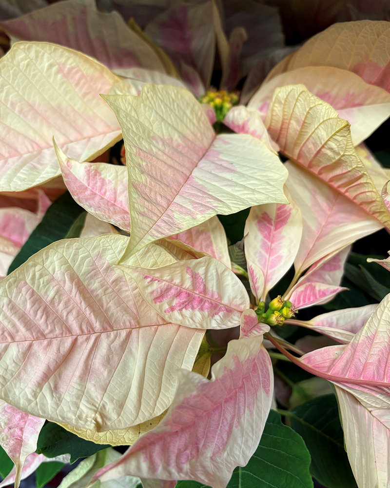 Poinsettia Enduring Marble 6"