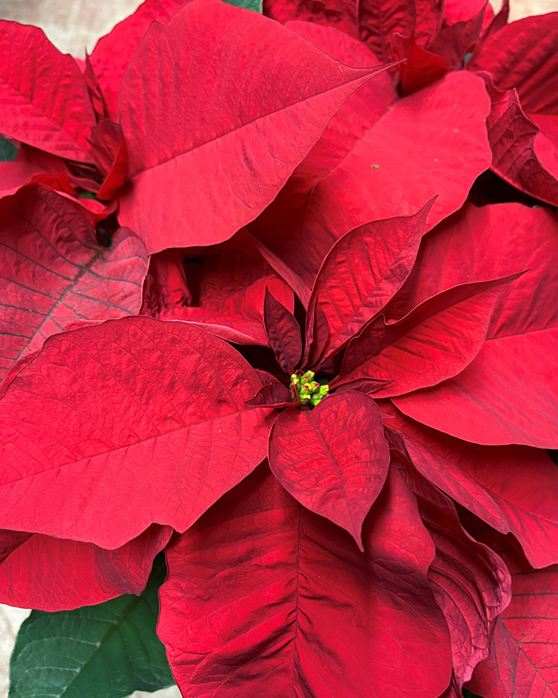 Poinsettia Prestige Red 6"