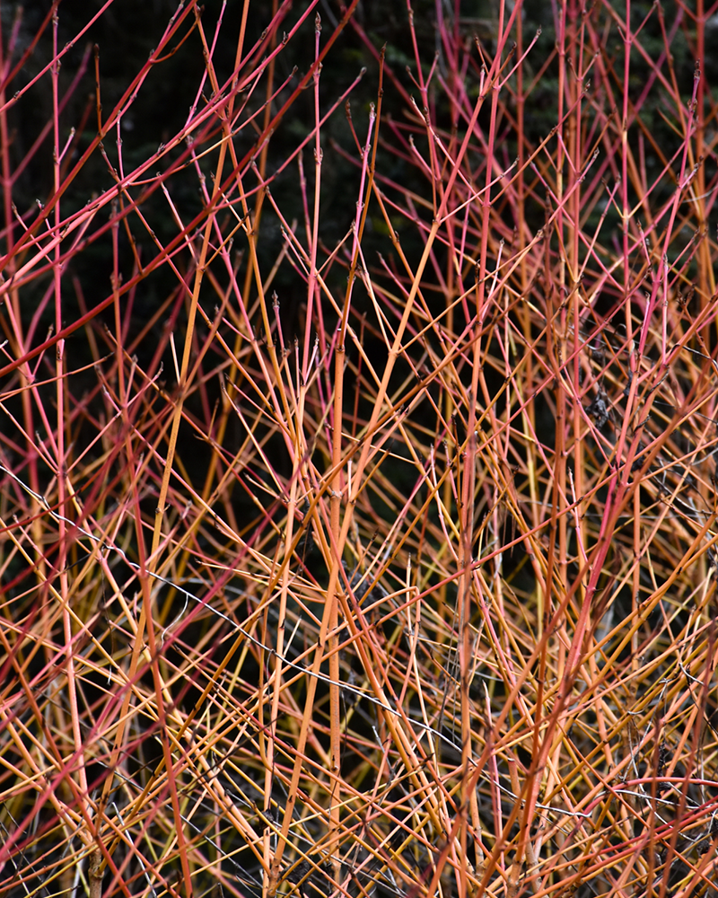 Midwinter Fire Dogwood #5<br><i>Cornus sanguinea 'Midwinter Fire'</br></i>