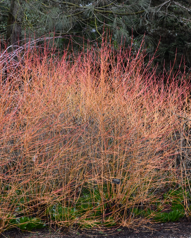 Midwinter Fire Dogwood #5<br><i>Cornus sanguinea \'Midwinter Fire\'</br></i>