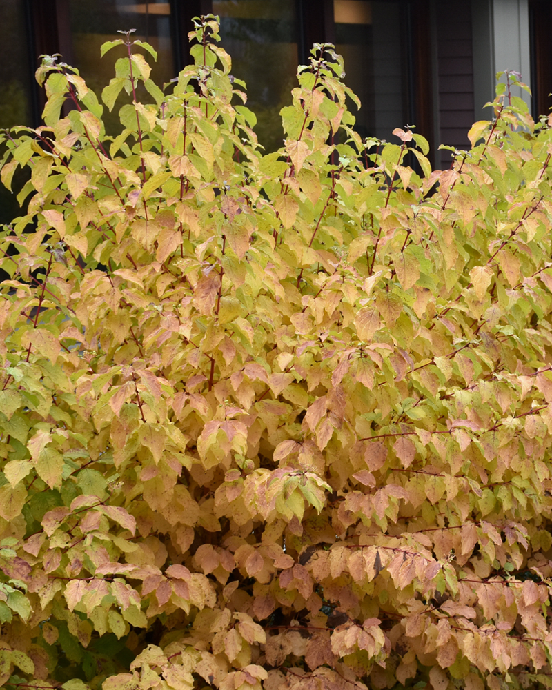 Midwinter Fire Dogwood #5<br><i>Cornus sanguinea \'Midwinter Fire\'</br></i>