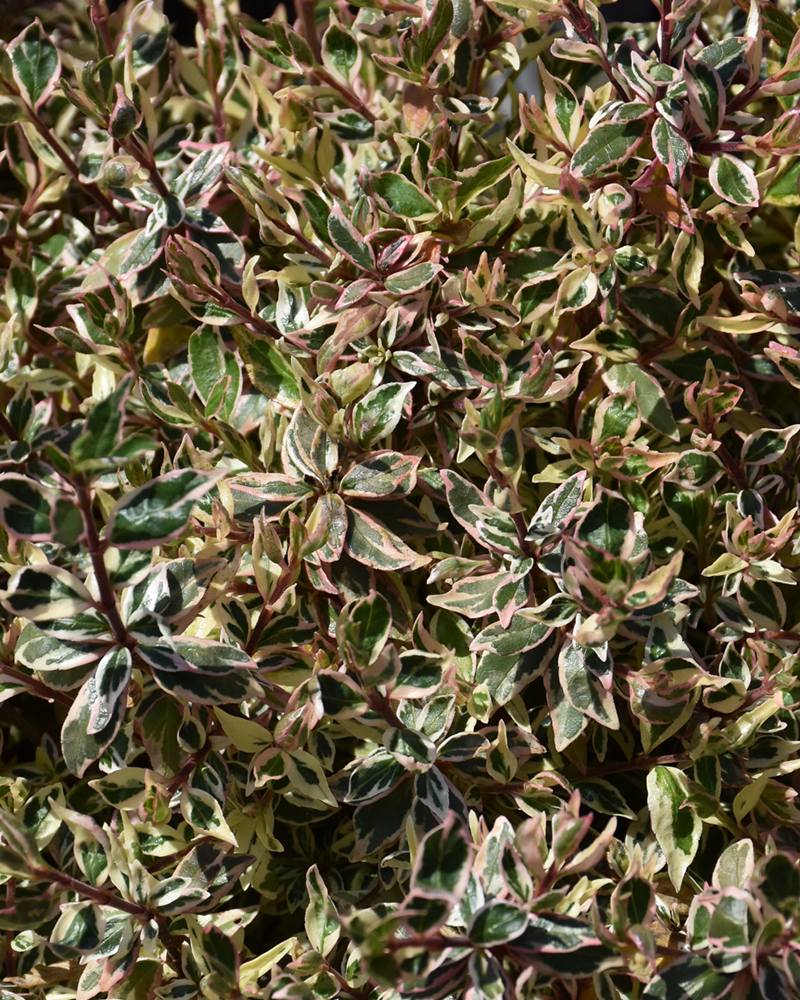 Vanilla Brandy� Abelia #5<br><i>Abelia x grandiflora 'BAILBELIAONE'</br></i>