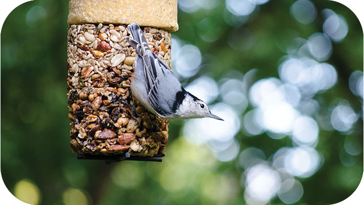 Seed & Suet Cylinders
