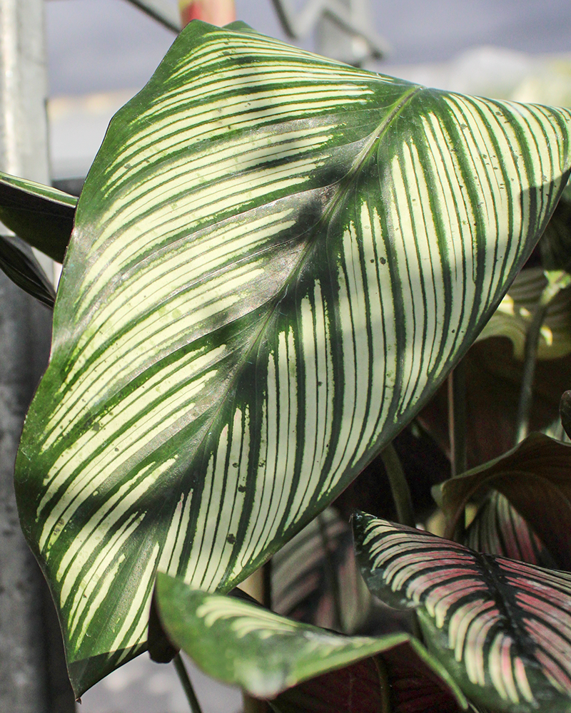 Calathea White Star 6"