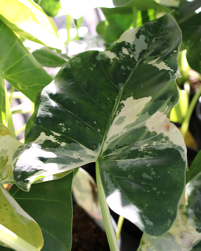 Alocasia Appaloosa Gold 6"