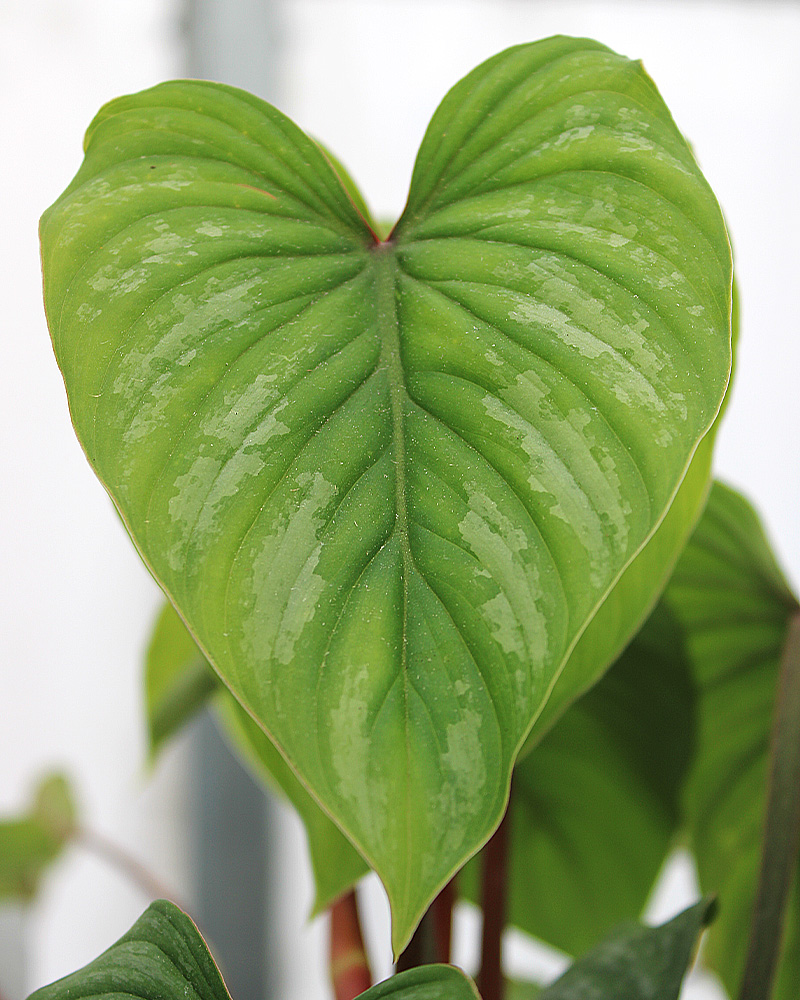 Philodendron Plowmans 4"