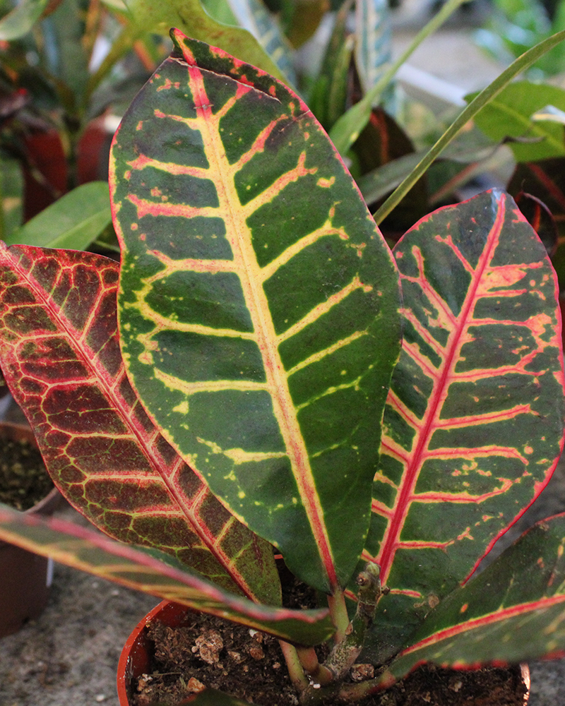 Croton Petra 6"