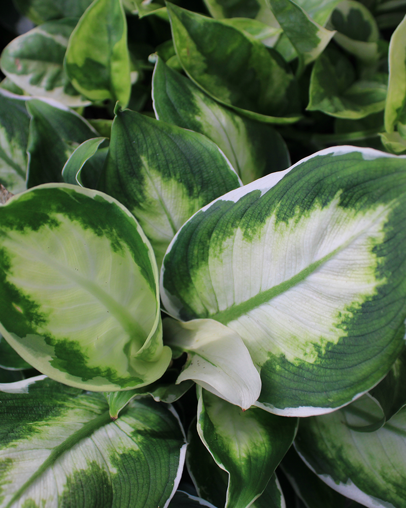 Dieffenbachia Camille 6"