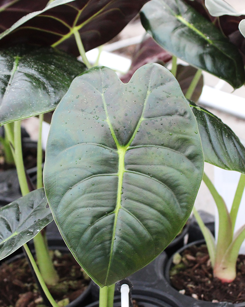 Alocasia Golden Bone 4"