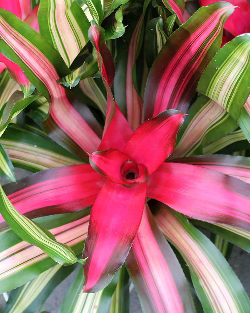 Bromeliad Neoreglia Tricolor 6"