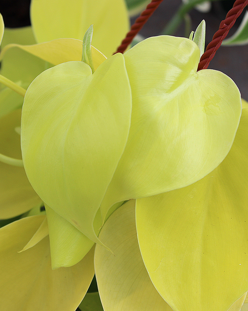 Philodendron Lemon/Lime Hanging Basket 6"